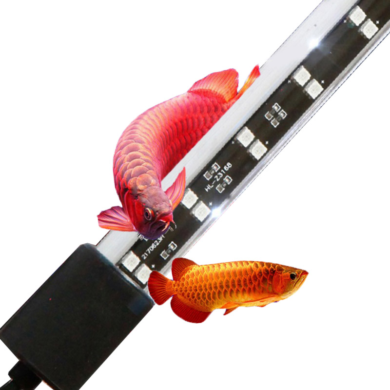 72cm 20 Watt Red Arowana Aquar - Aquarium Fish Keeping review and price